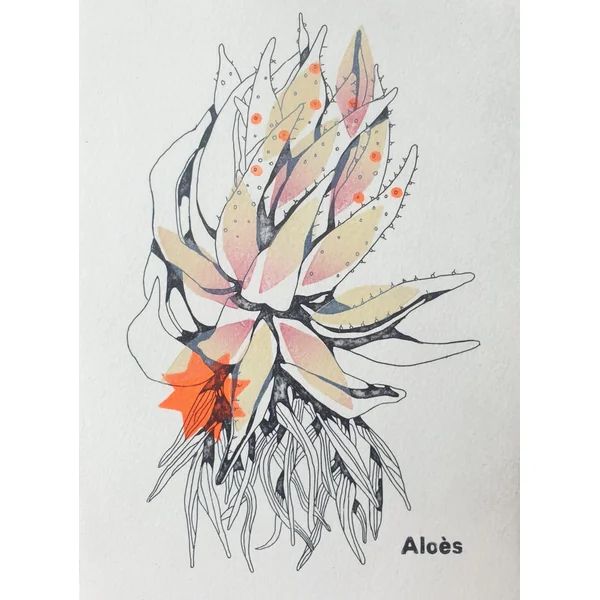 Gravure Aloès orange – Jeanne Picq
