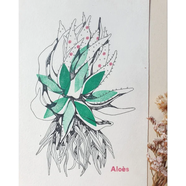 Gravure Aloès vert – Jeanne Picq