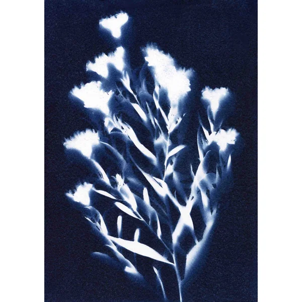 Photographie – Cyanotype – Pauline Magdeleinat